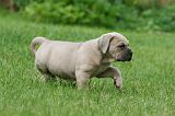 CANE CORSO 1034